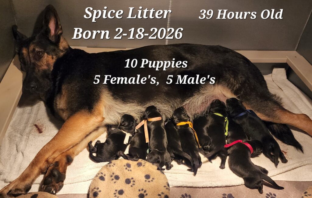 Puppyページです。 Puppy Page Exercise Guide | vomhausgsdk9.com